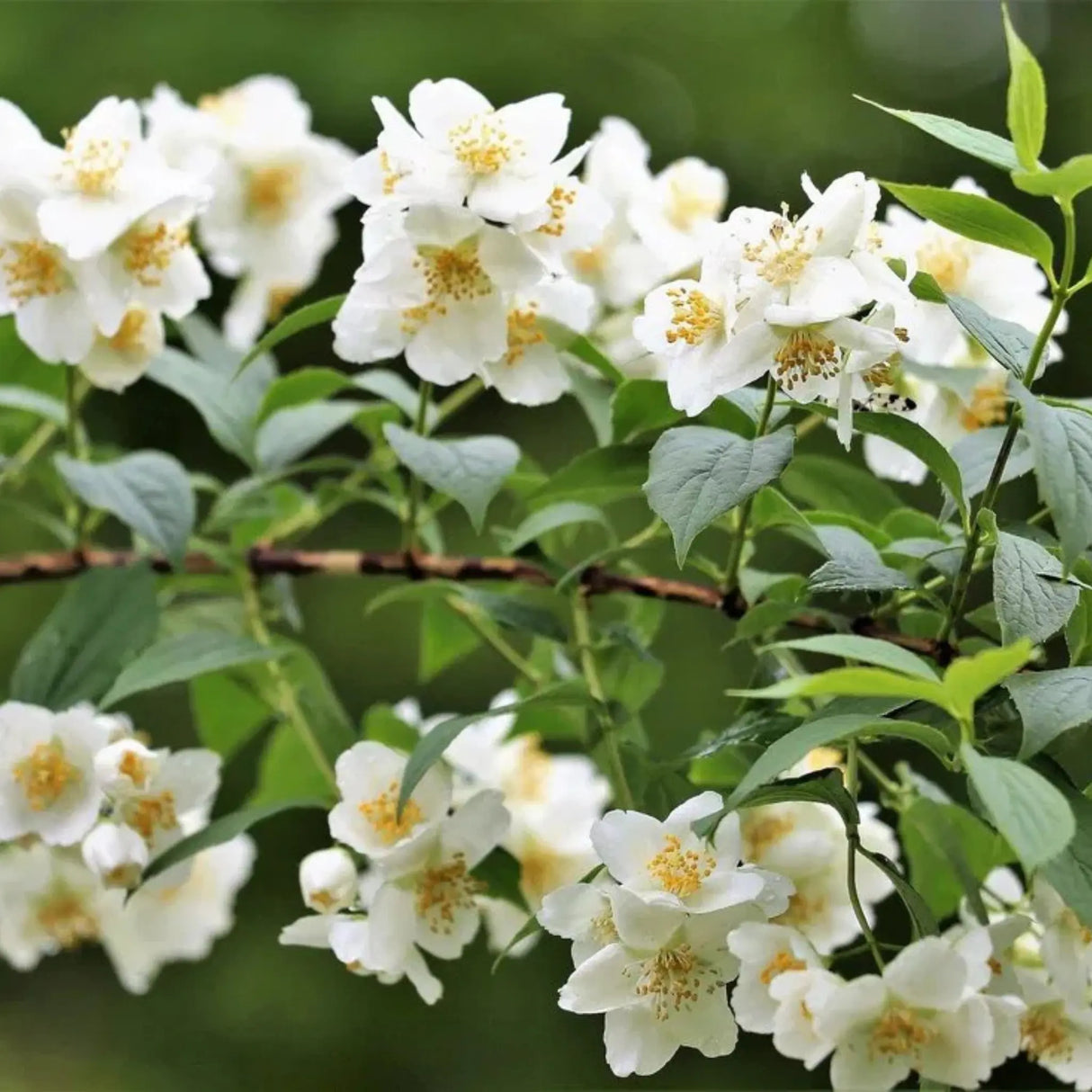 plante ornamentale