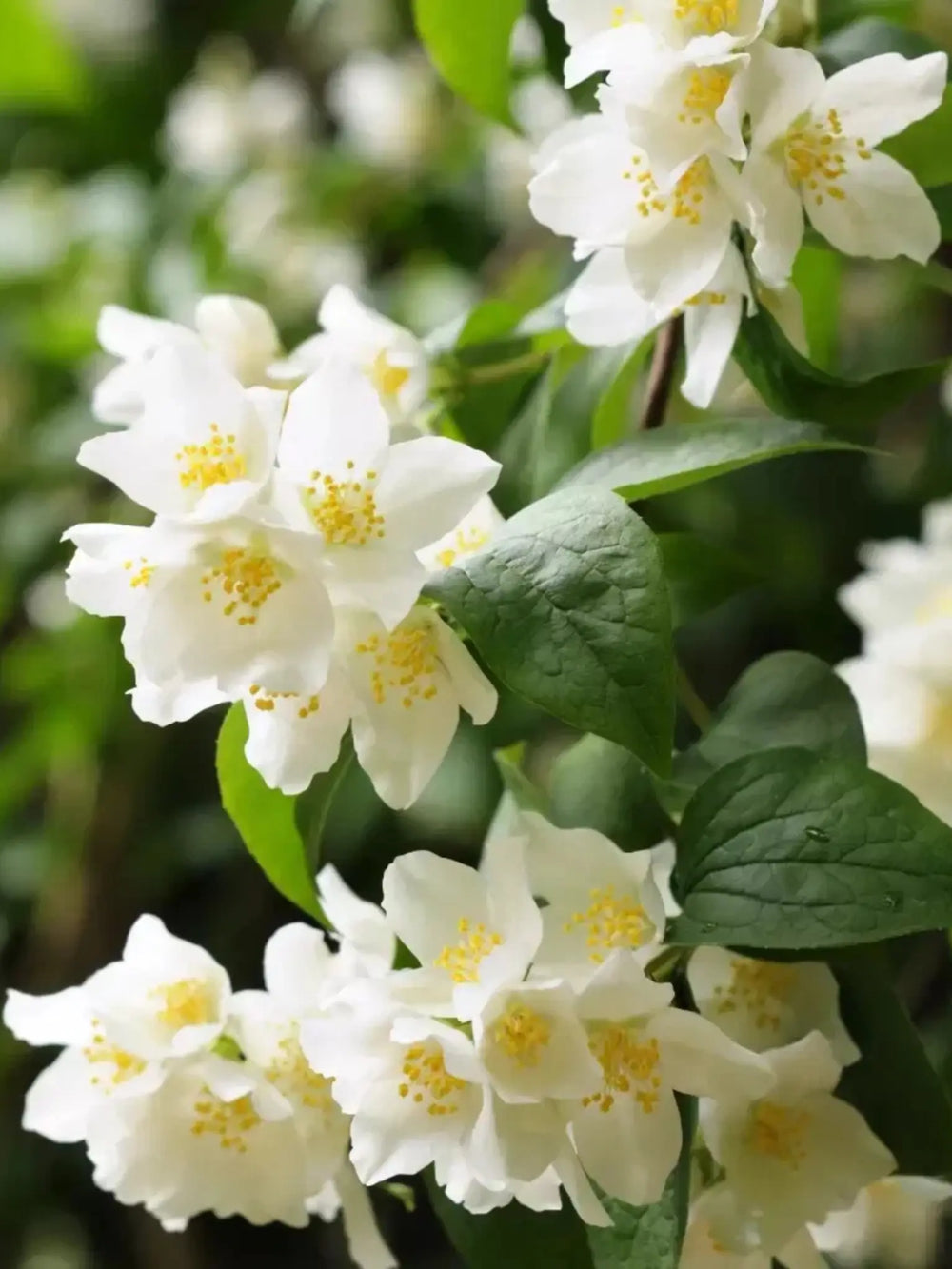 plante ornamentale 119