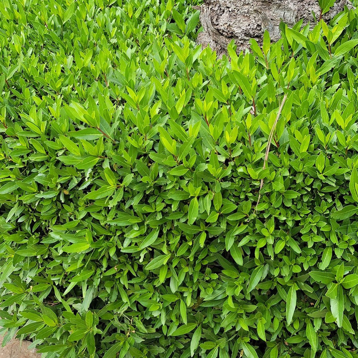 plante ornamentale