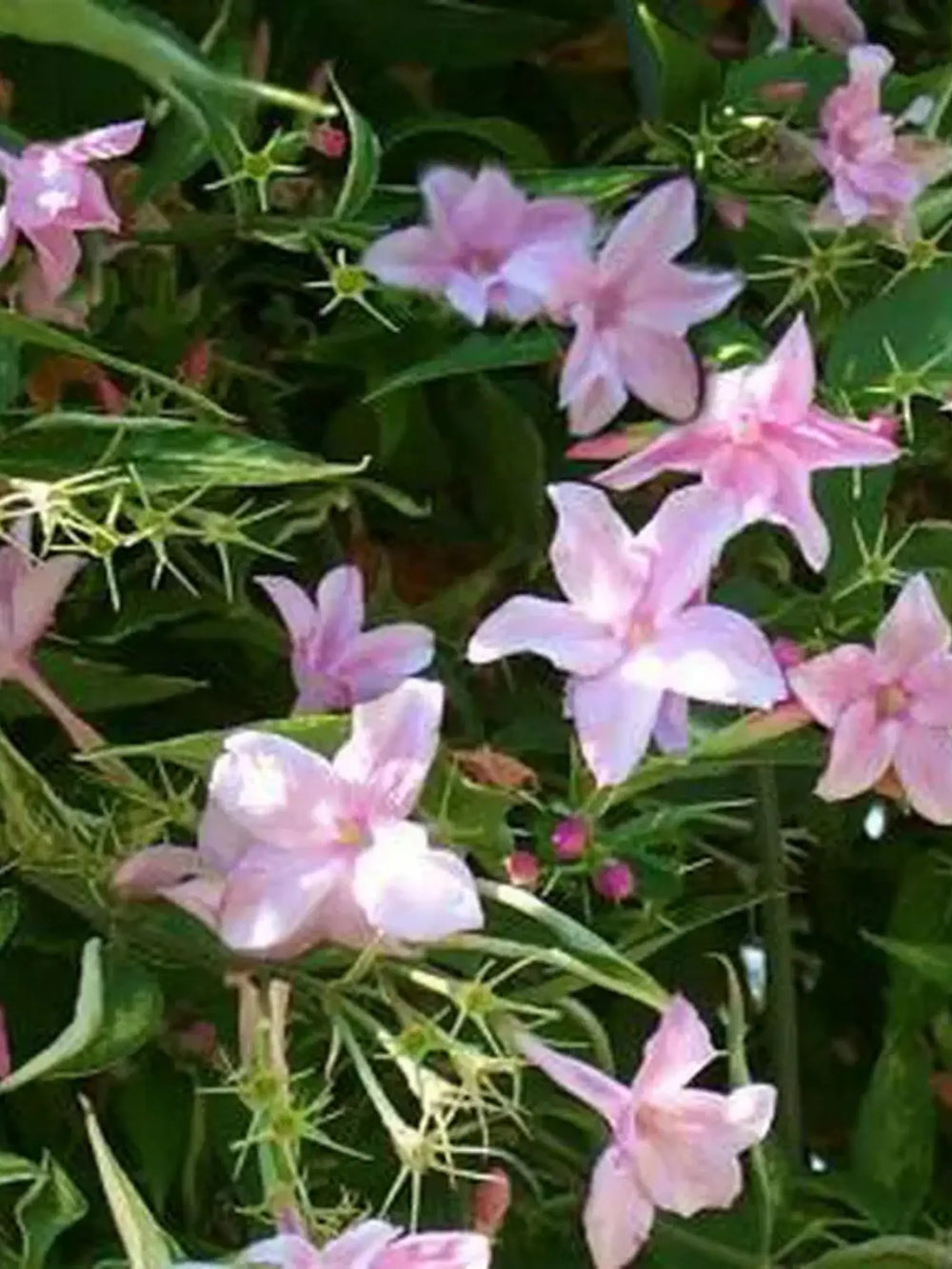 plante ornamentale 120