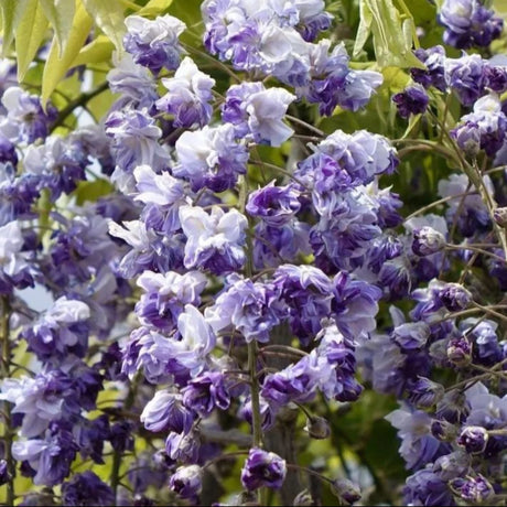 plante ornamentale