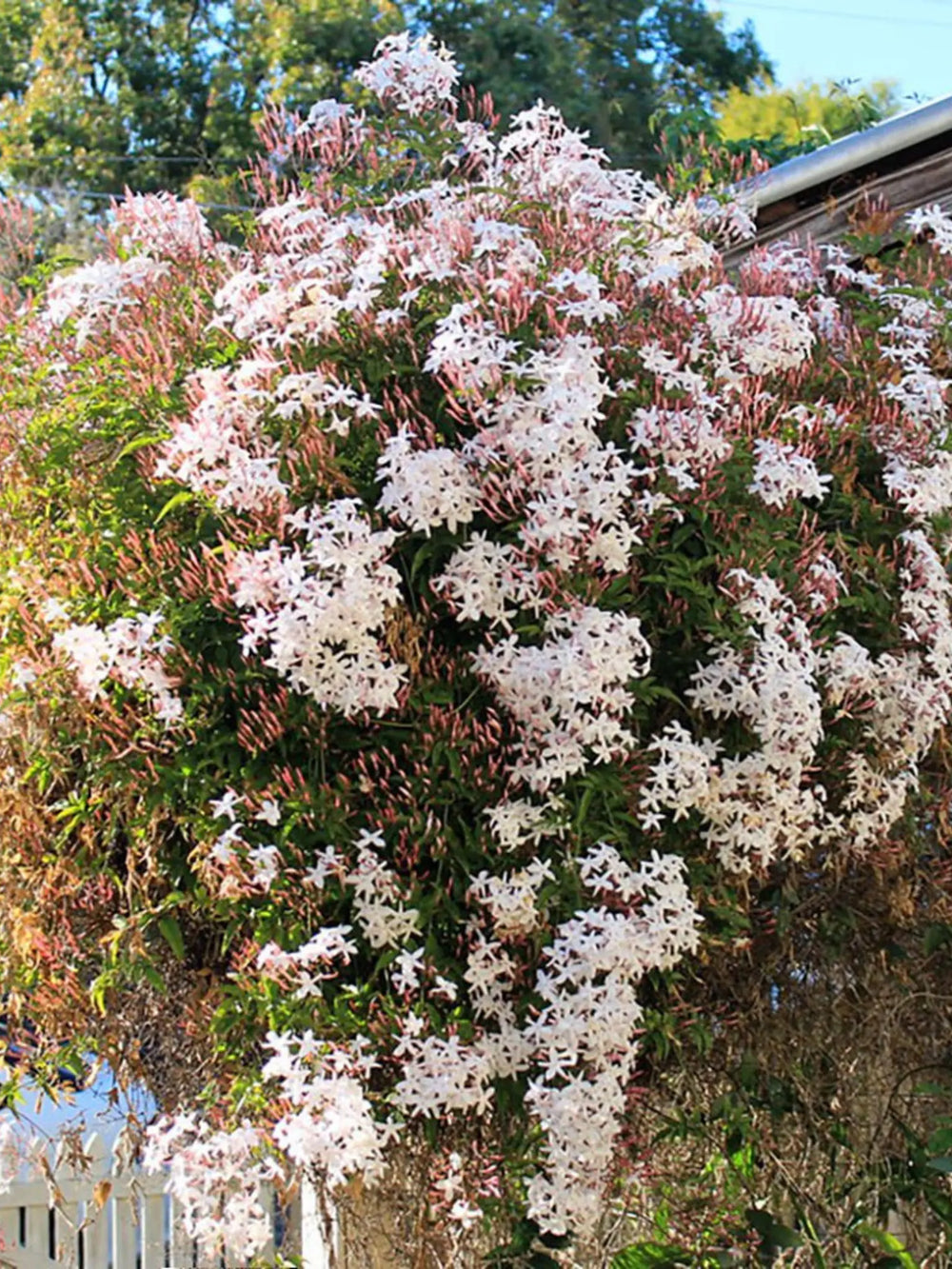 plante ornamentale 122