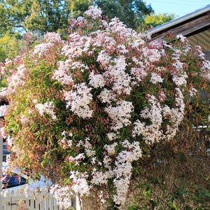 plante ornamentale 122