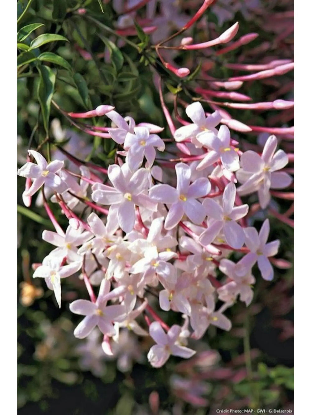 plante ornamentale 123