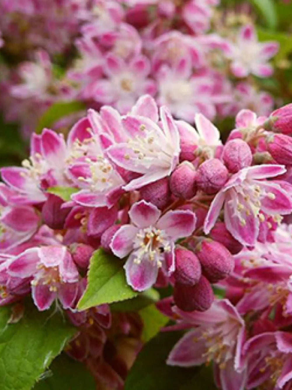 plante ornamentale 124