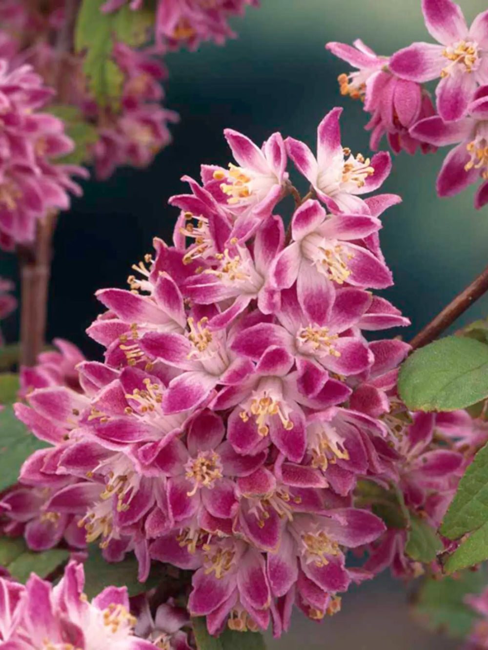 plante ornamentale 125