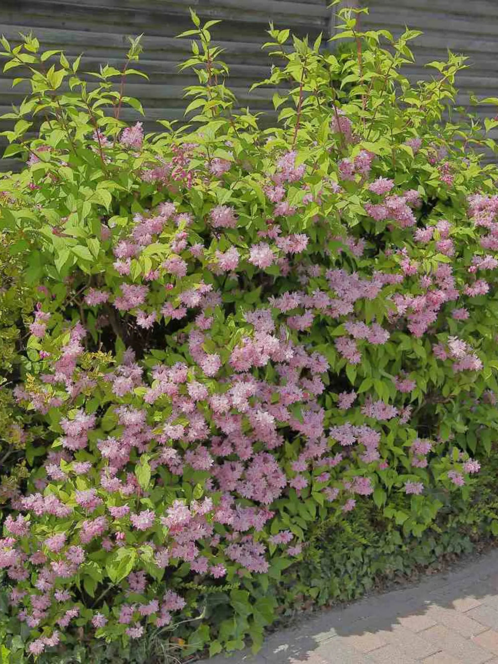 plante ornamentale 126