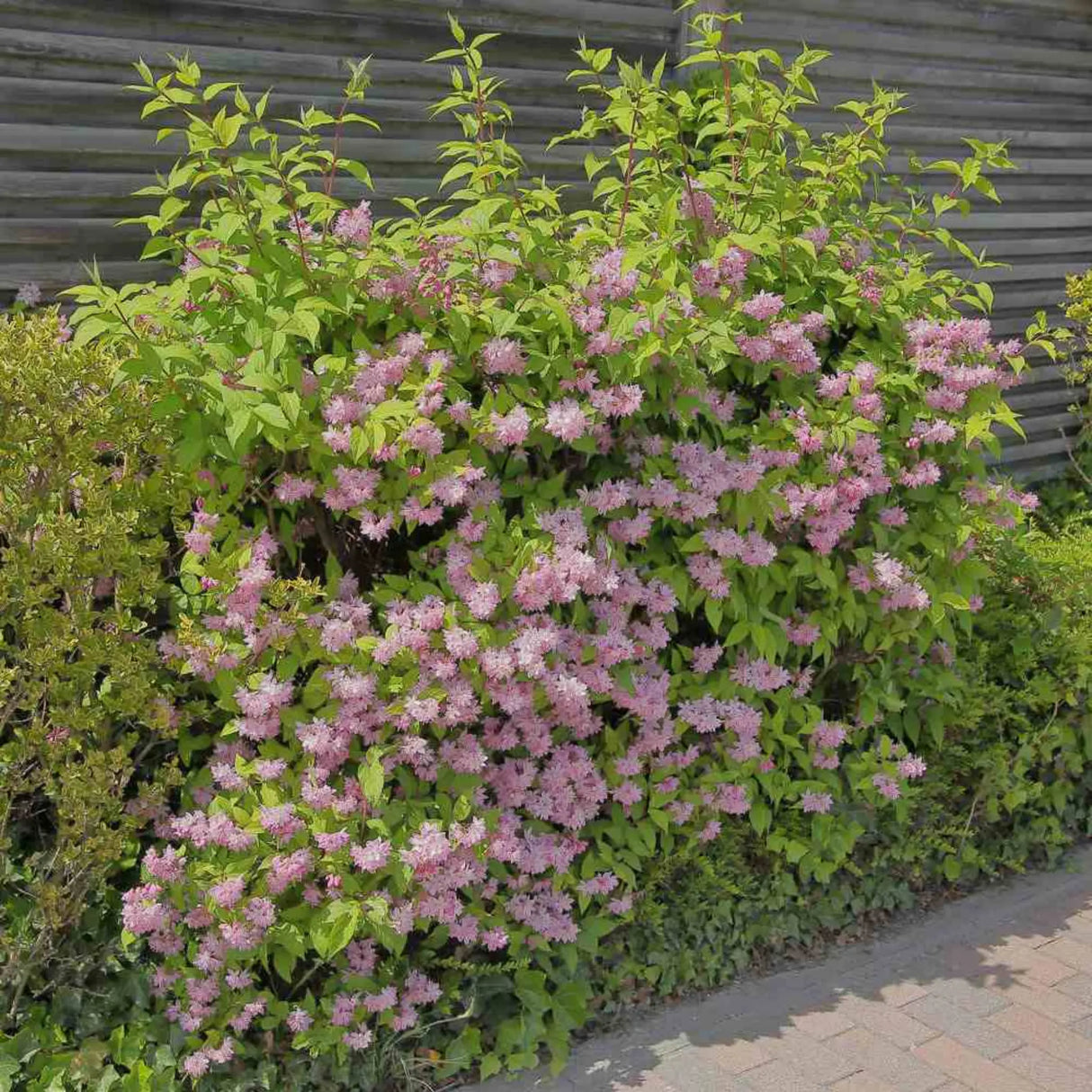 plante ornamentale 126