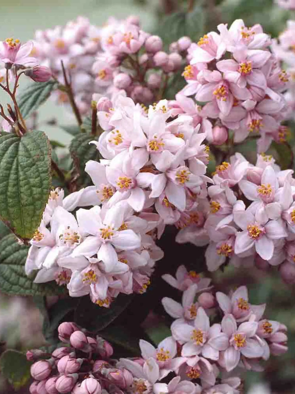 plante ornamentale 127