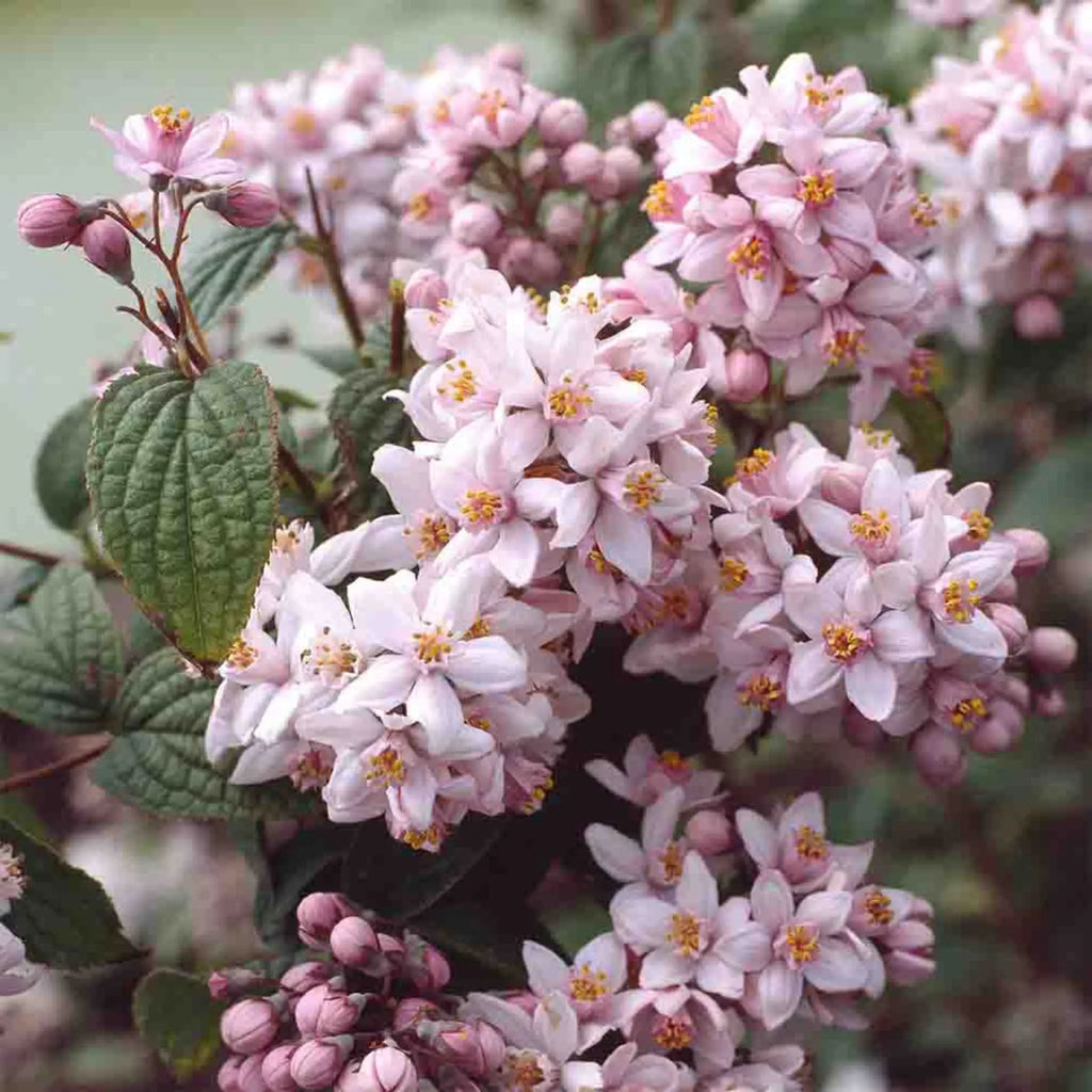 plante ornamentale 127