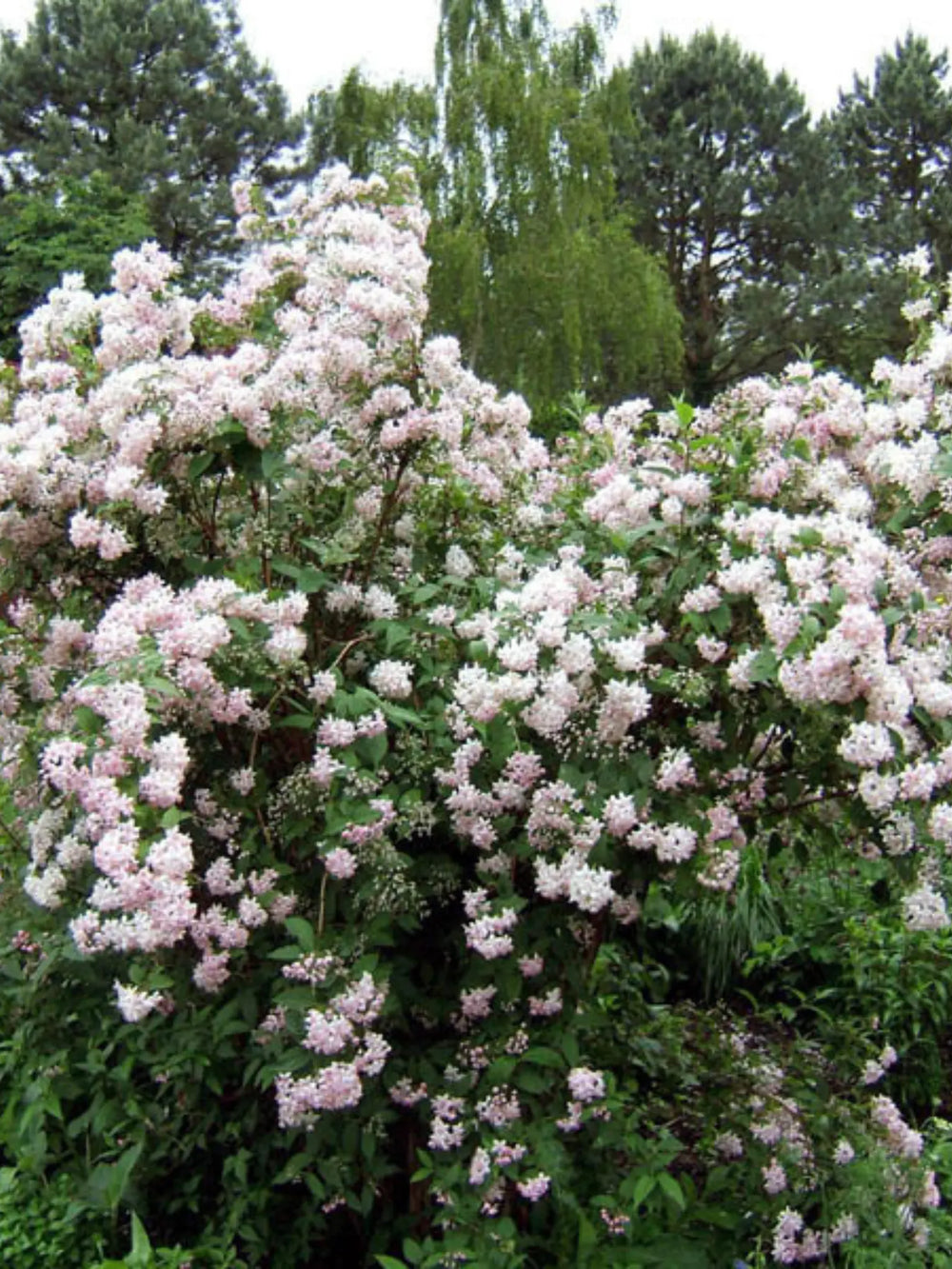 plante ornamentale 128