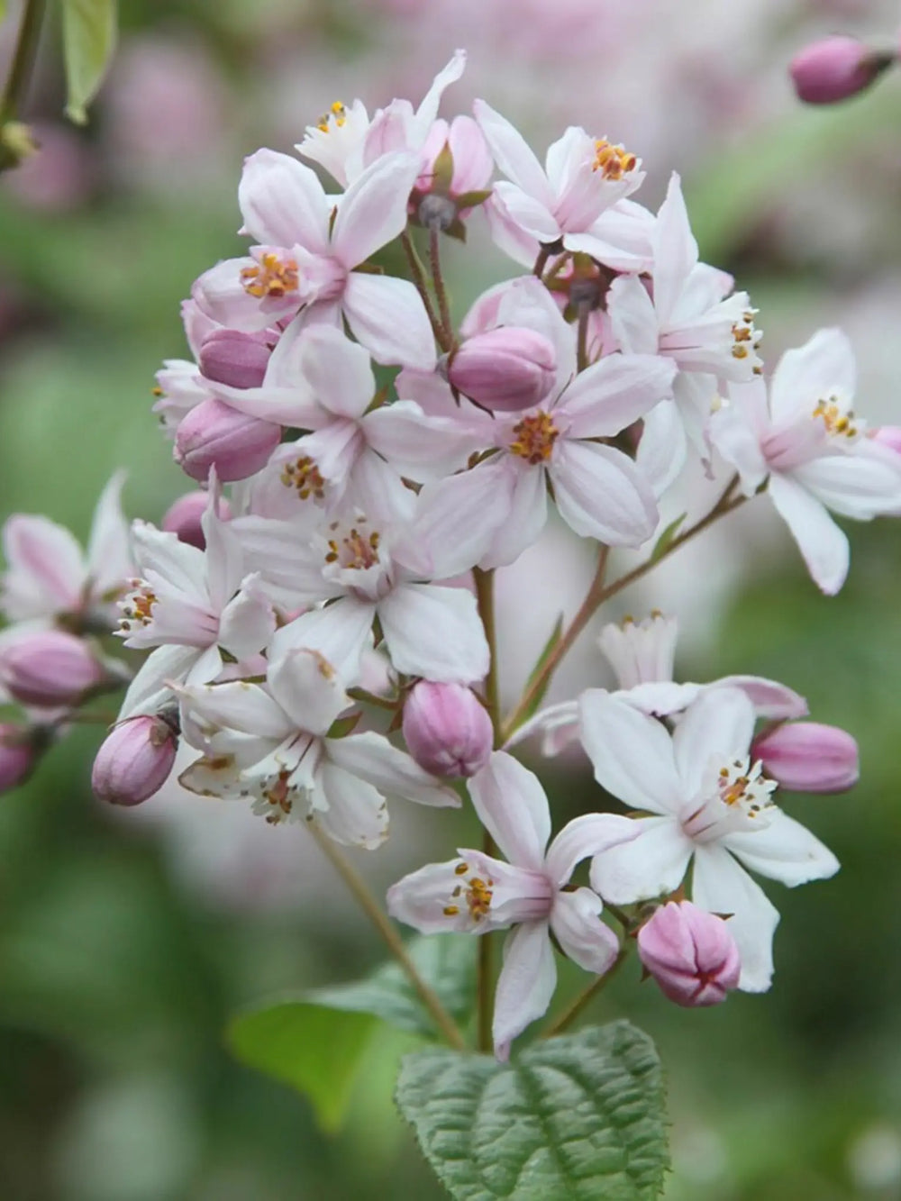 plante ornamentale 129