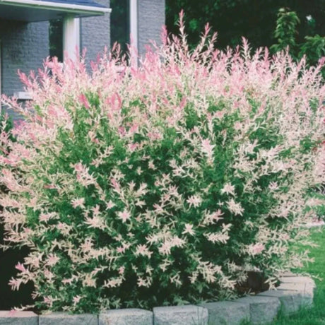 plante ornamentale