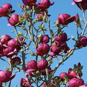 plante ornamentale