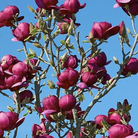 plante ornamentale