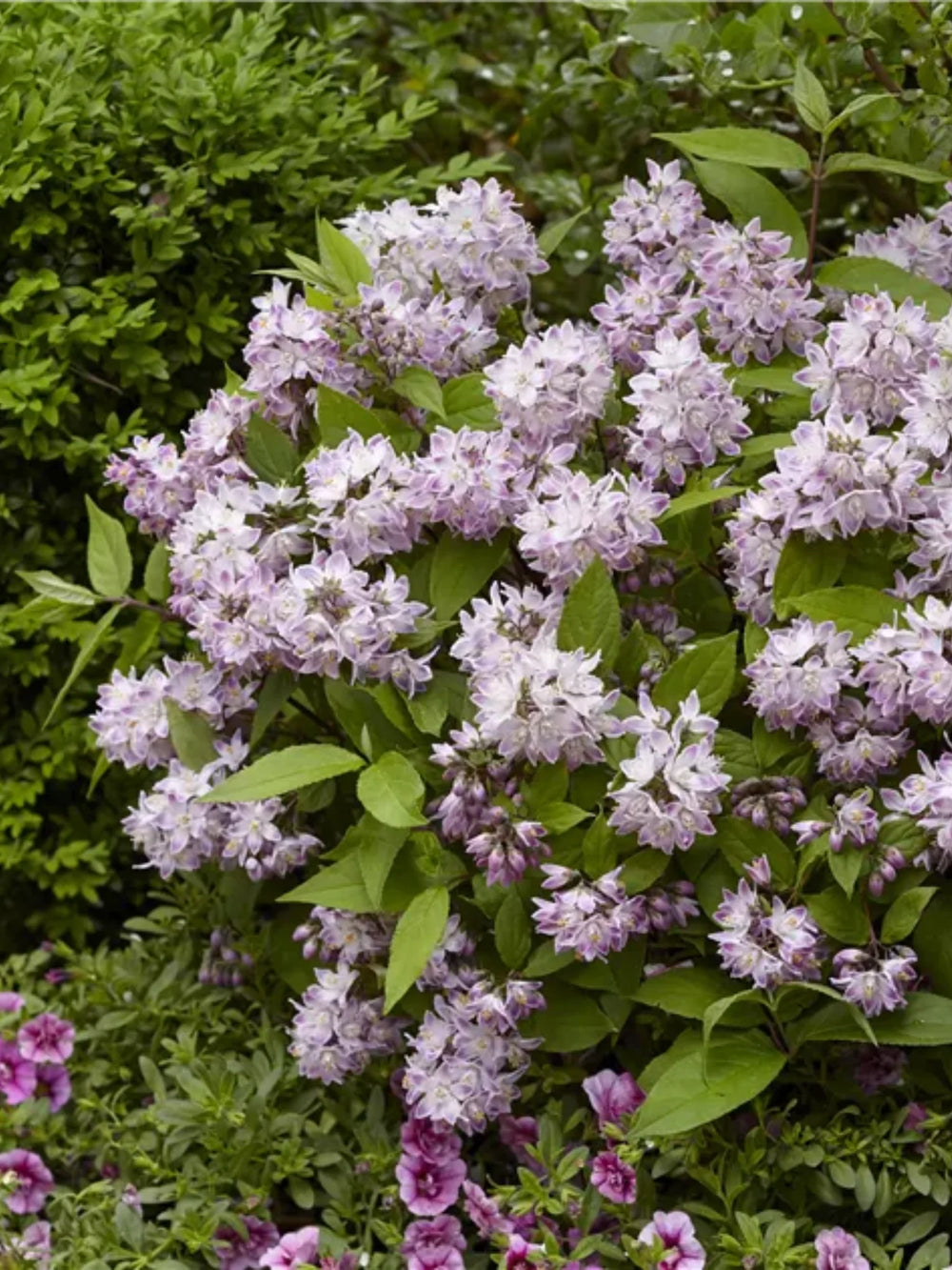 plante ornamentale 133