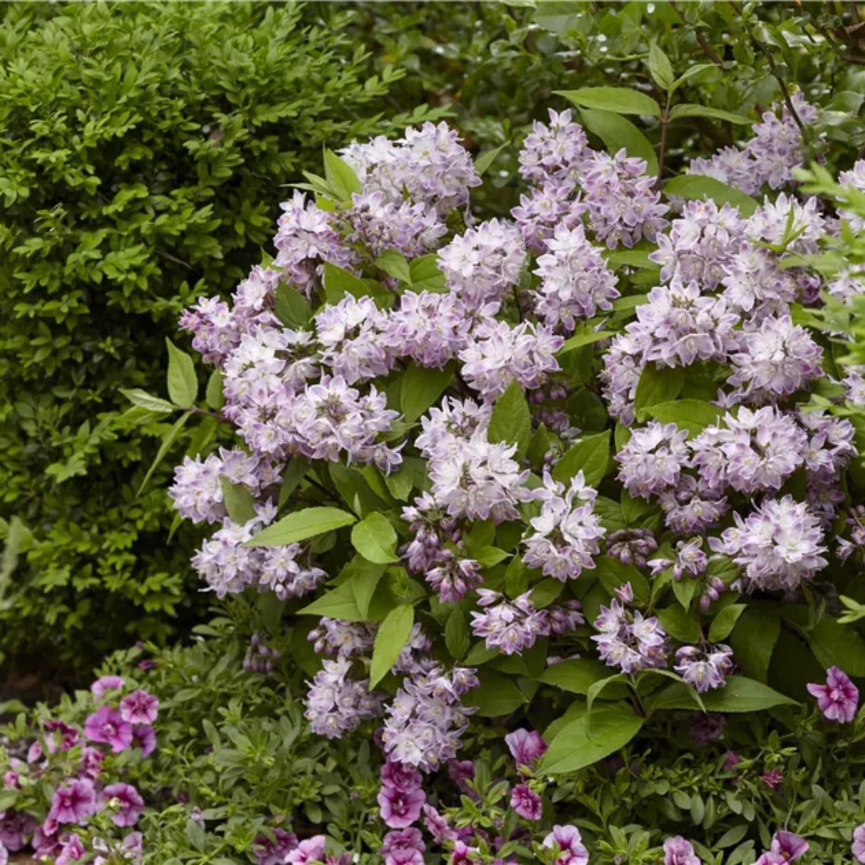 plante ornamentale 133