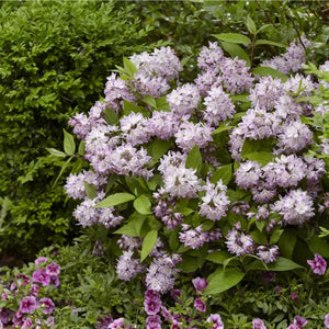 plante ornamentale 133