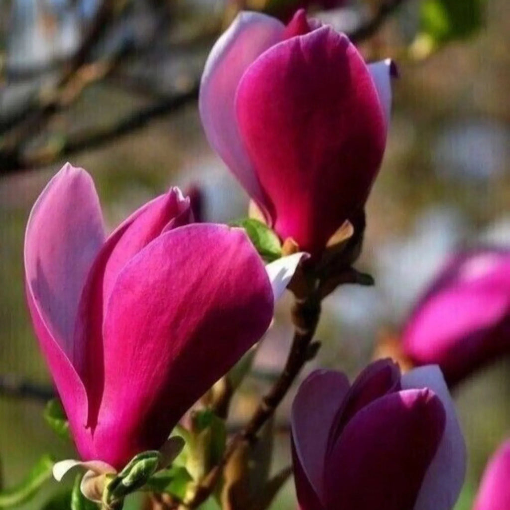 plante ornamentale