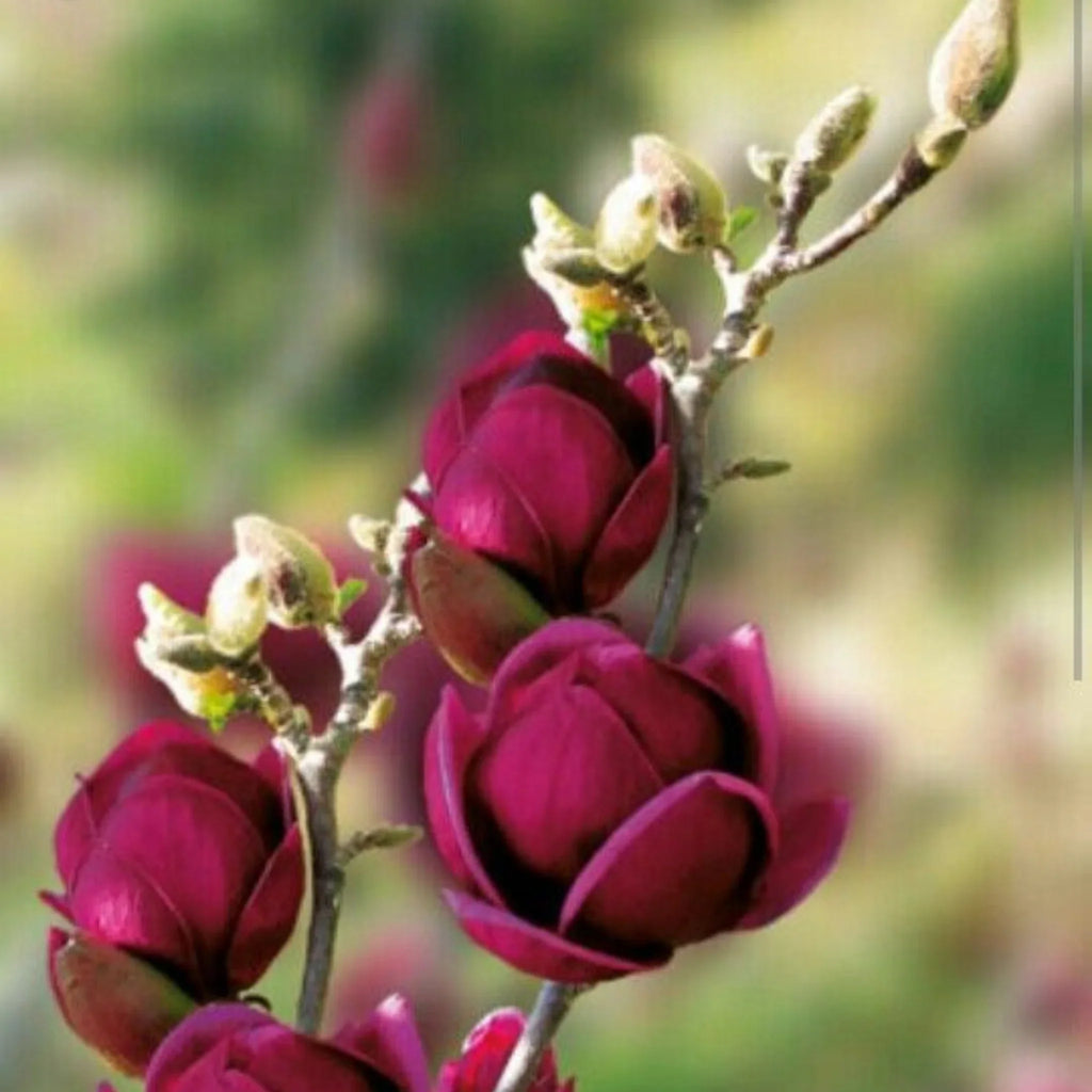 plante ornamentale