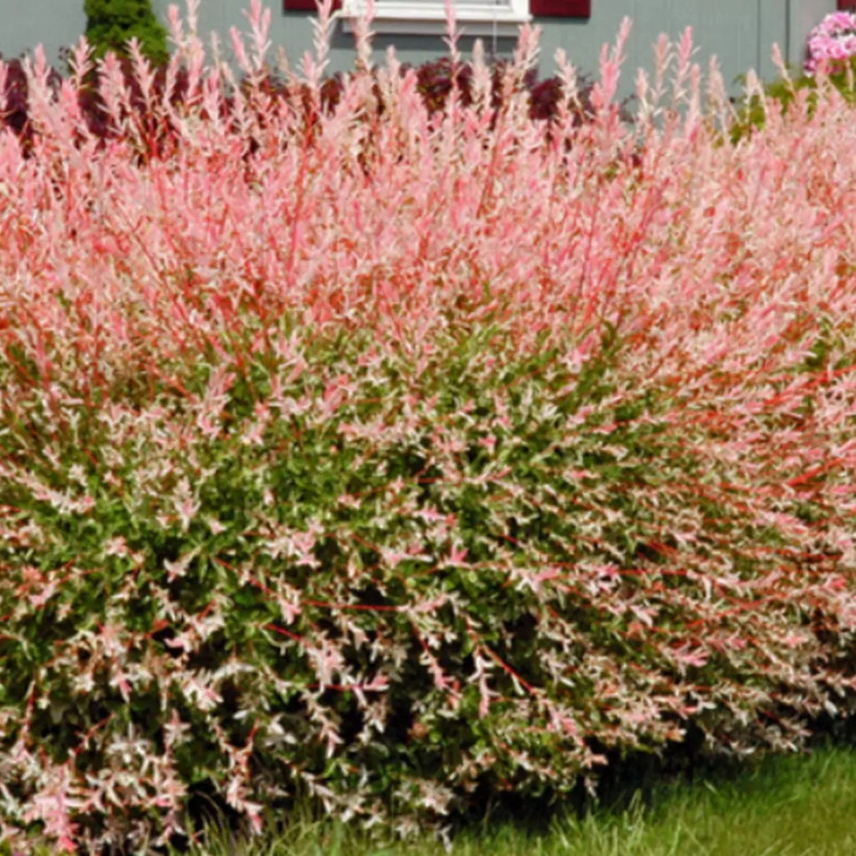 plante ornamentale