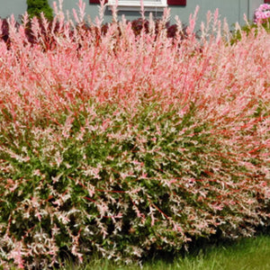 plante ornamentale