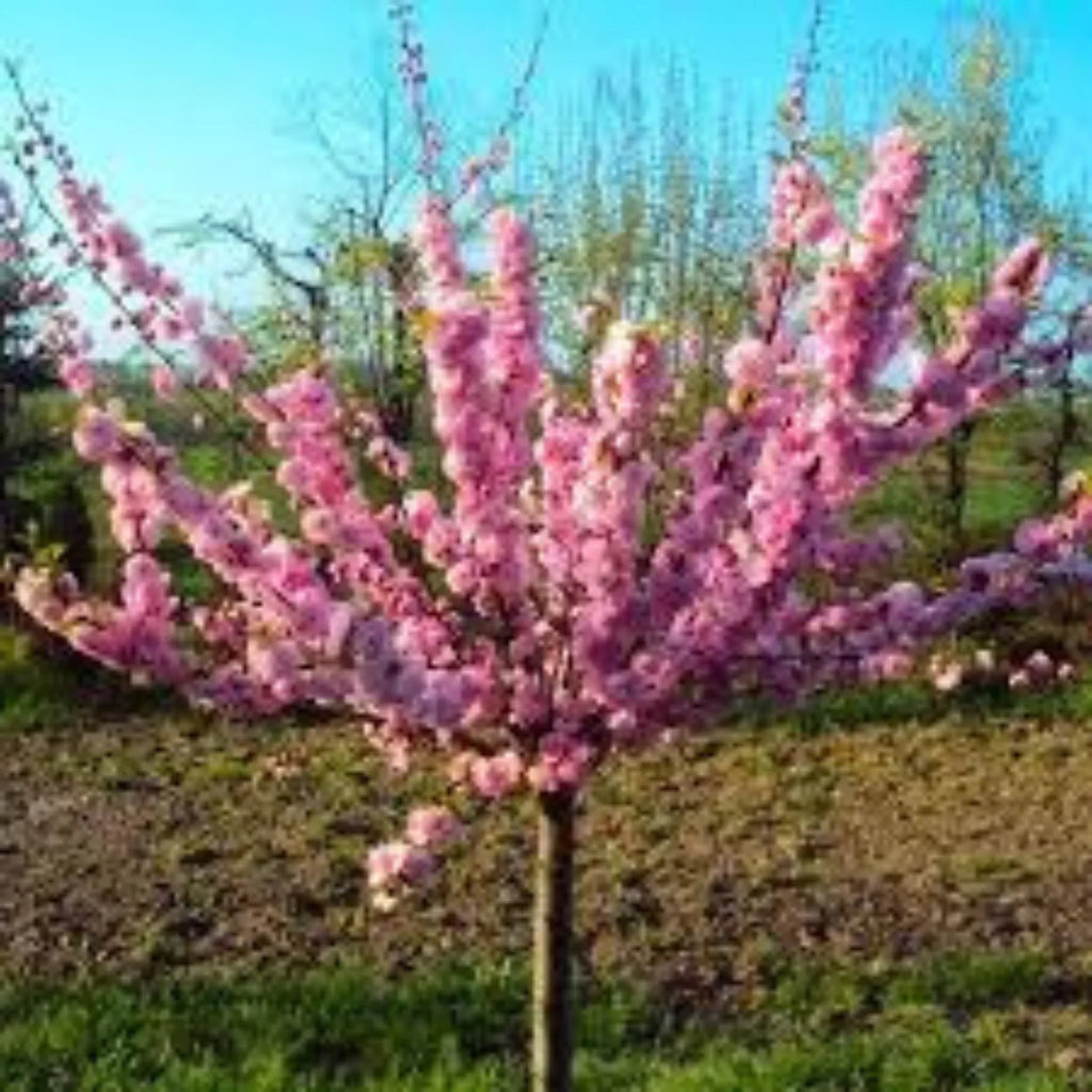 plante ornamentale 149