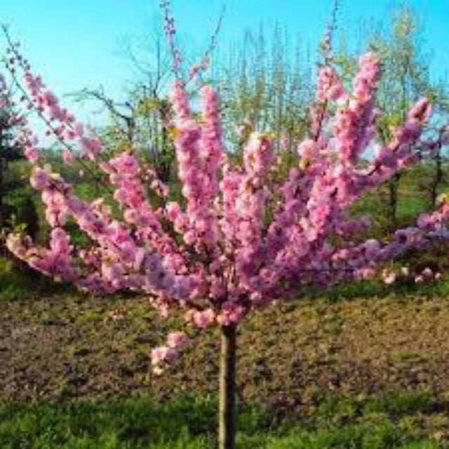 plante ornamentale 149