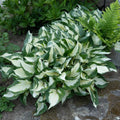 plante ornamentale