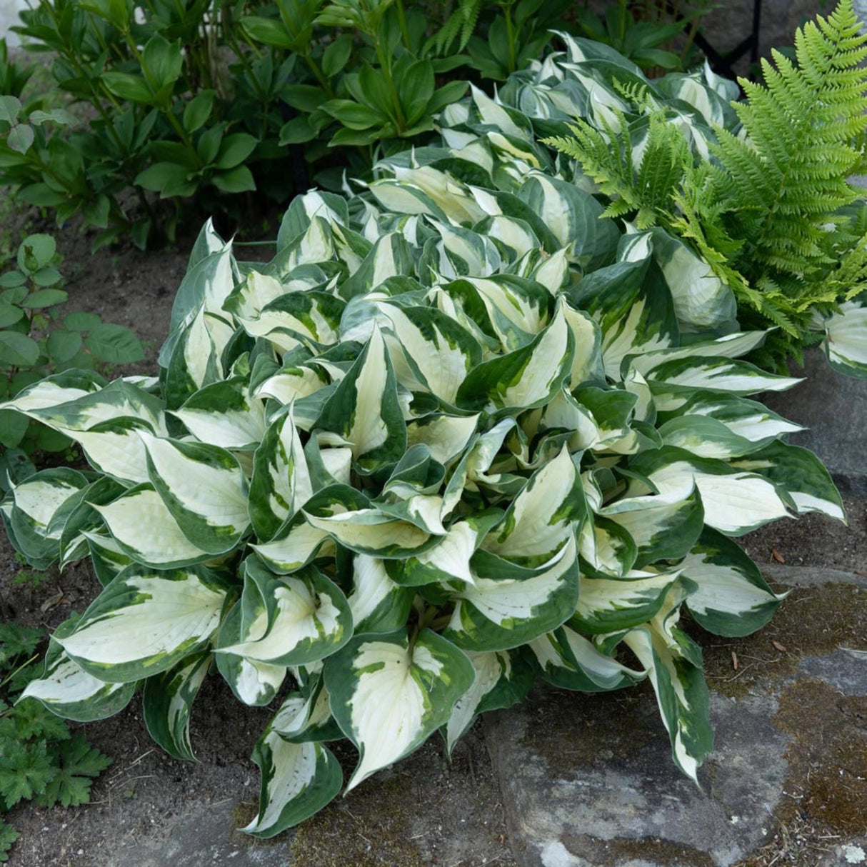 plante ornamentale