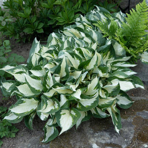 plante ornamentale