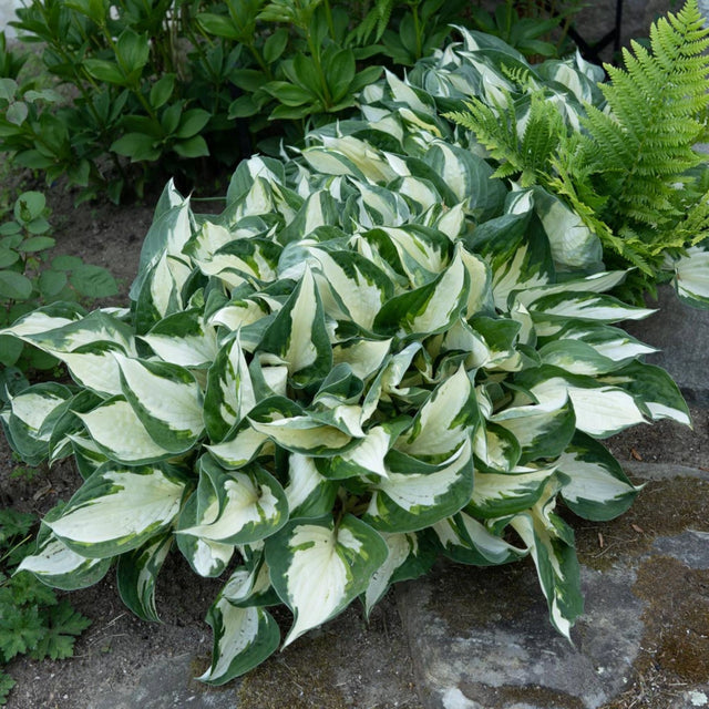 plante ornamentale
