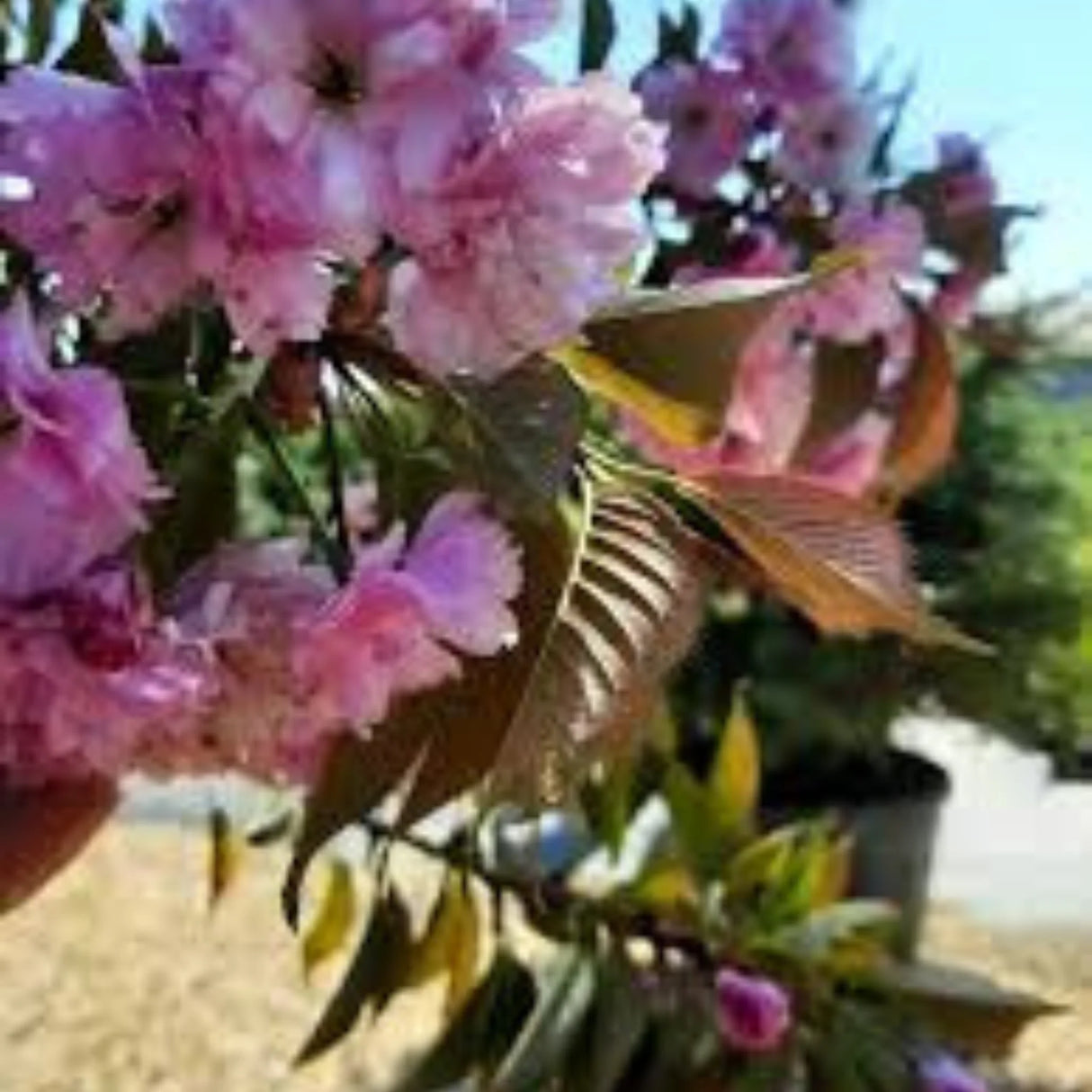 plante ornamentale 150