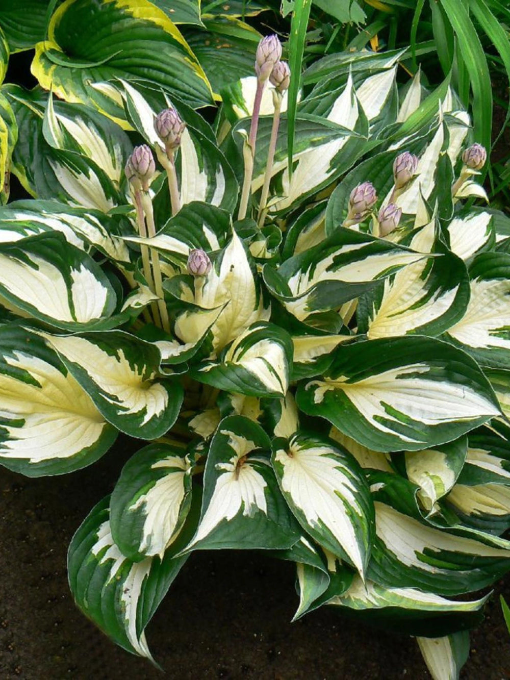 Plante Ornamentale - Hosta - Fire and Ice - Ghiveci
