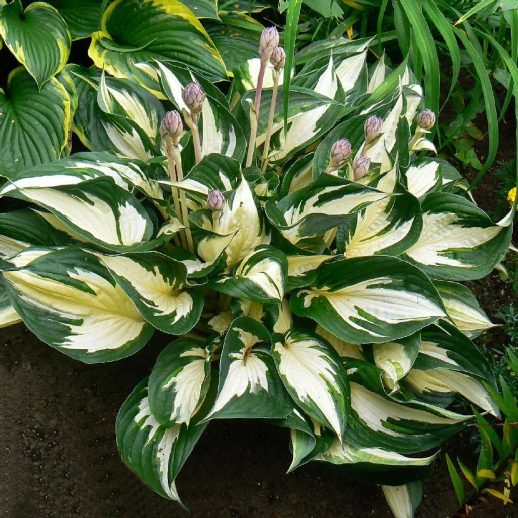Hosta - Fire and Ice - Ghiveci