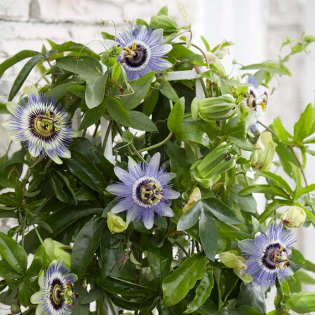 plante ornamentale