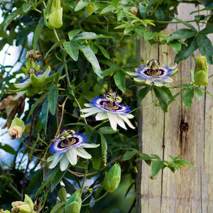 plante ornamentale