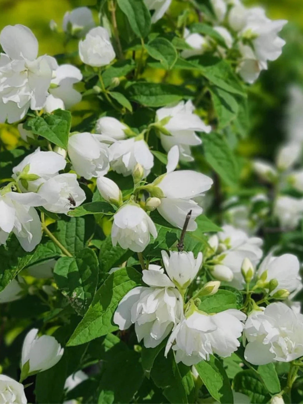 plante ornamentale 201