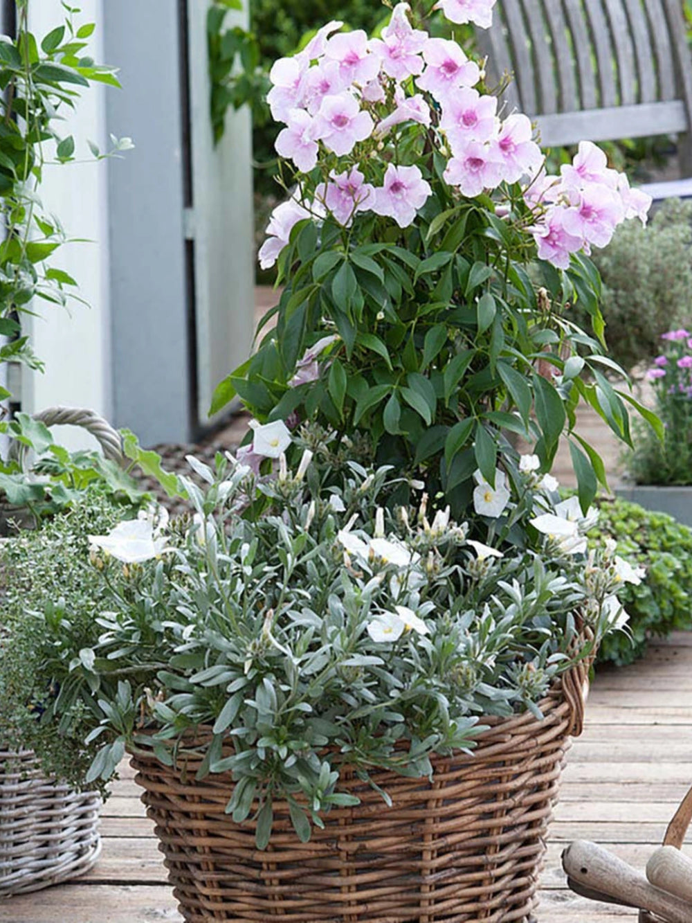 plante ornamentale 202