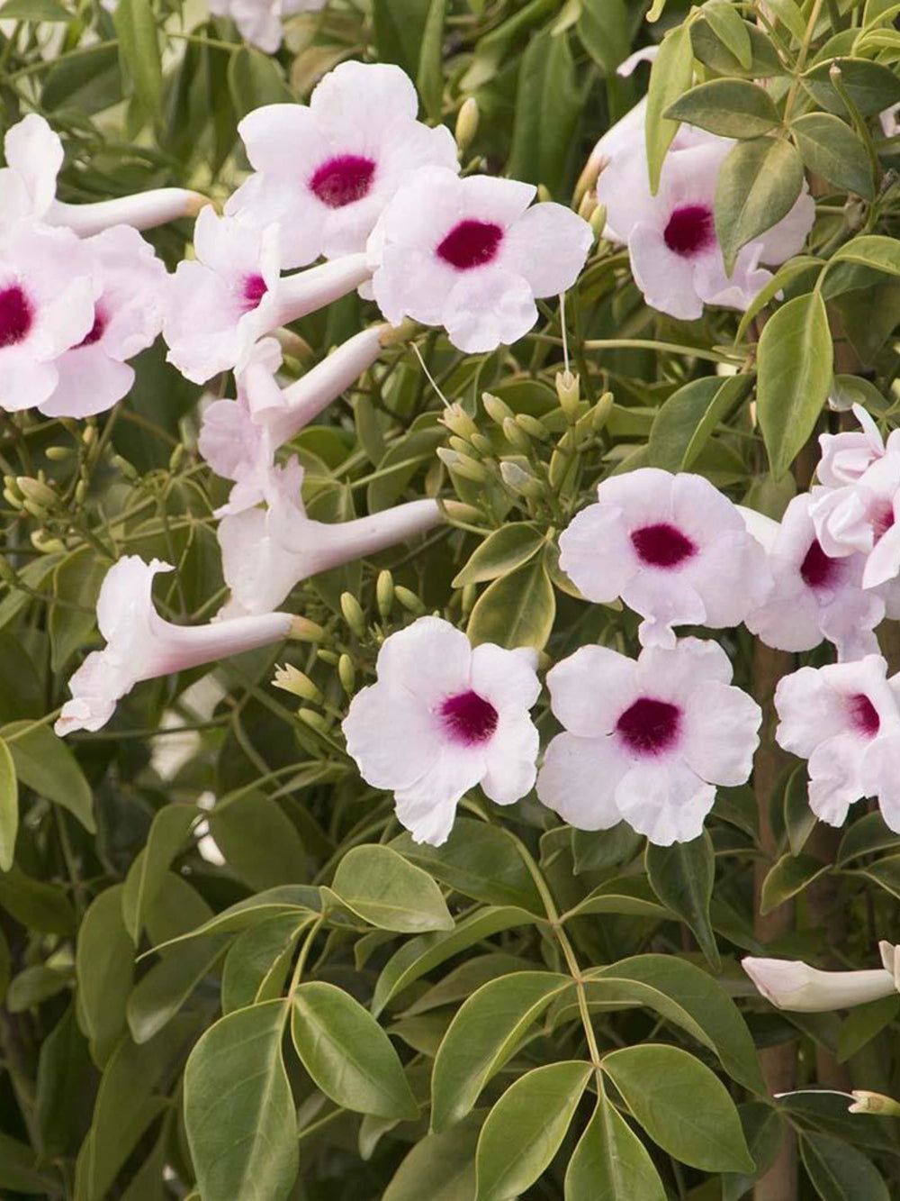 plante ornamentale 203