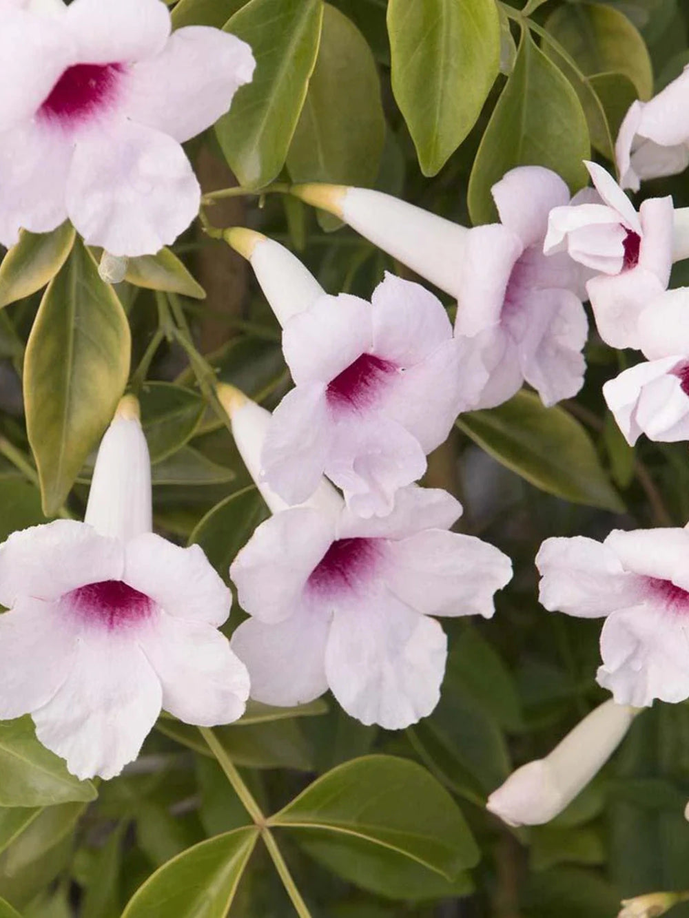 plante ornamentale 204