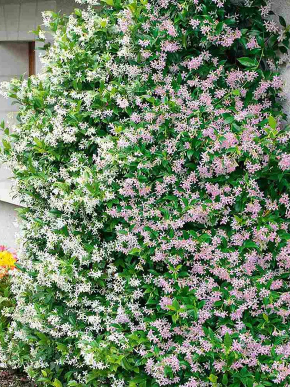 plante ornamentale 205