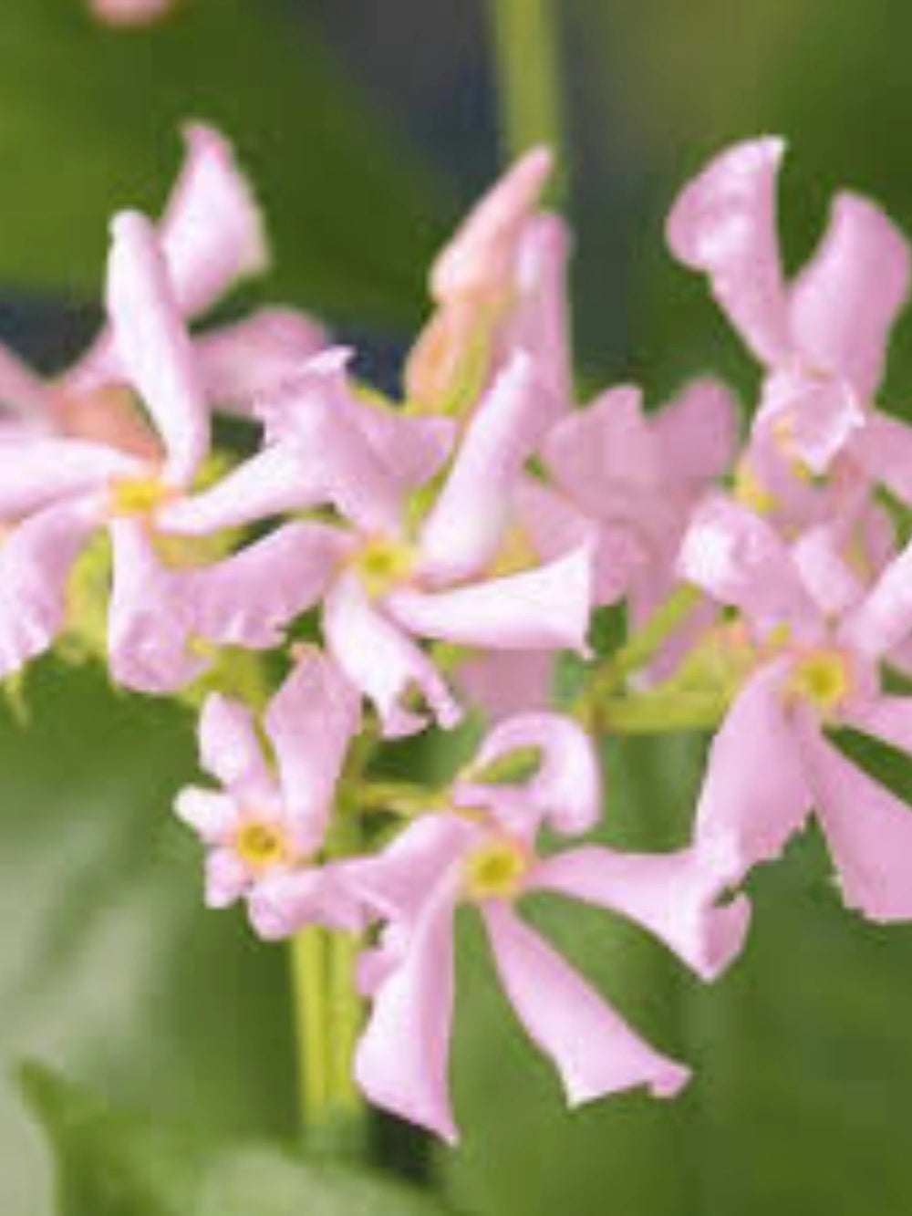 plante ornamentale 206