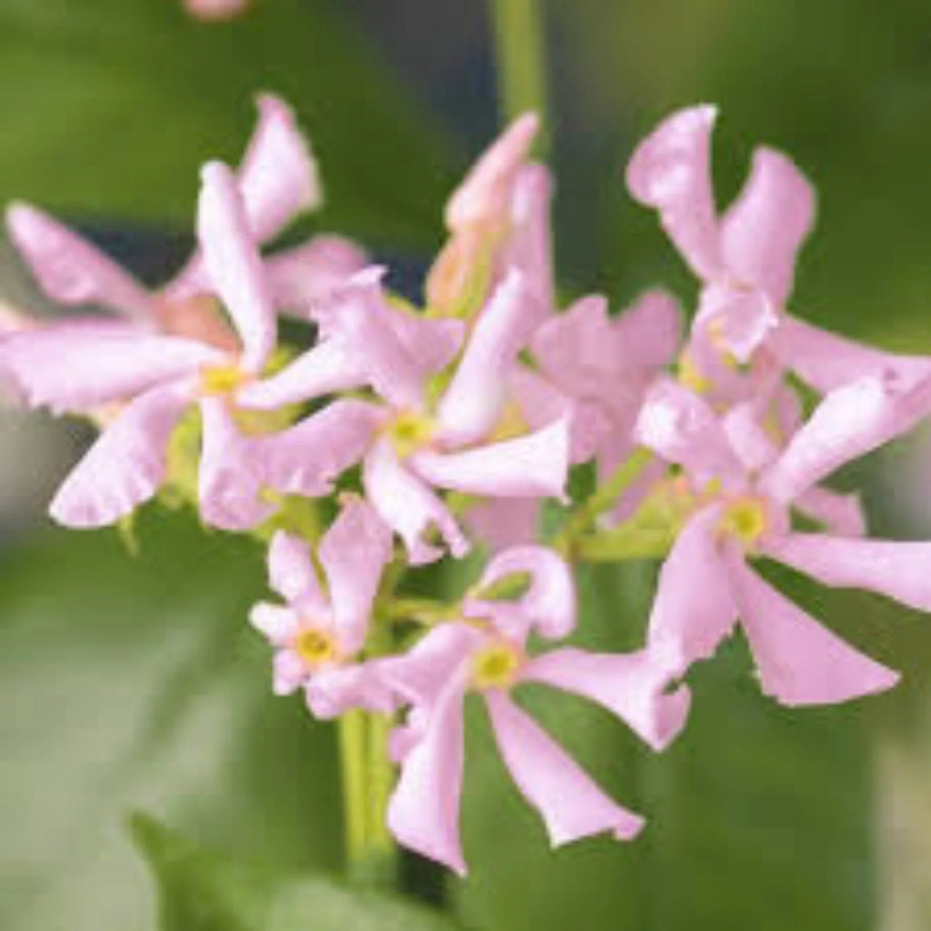 plante ornamentale 206