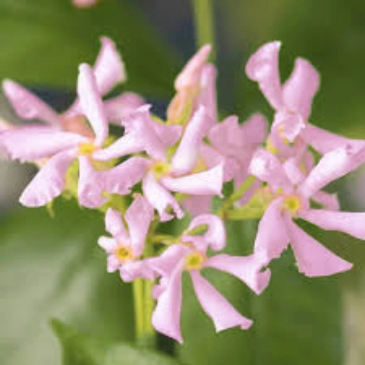 plante ornamentale 206
