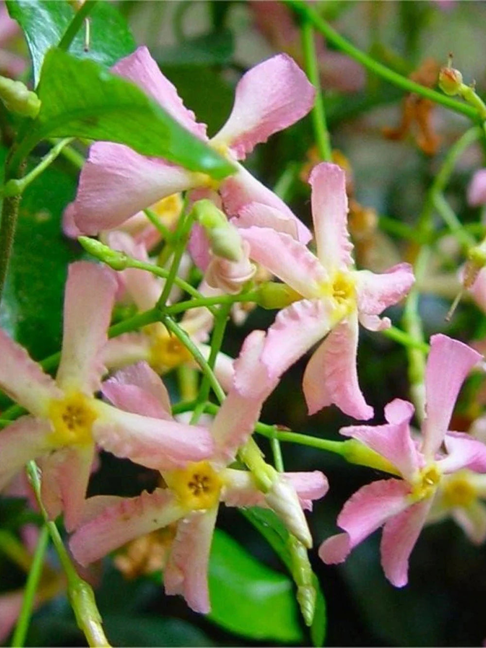 plante ornamentale 207