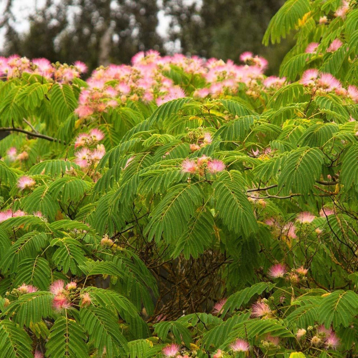 plante ornamentale
