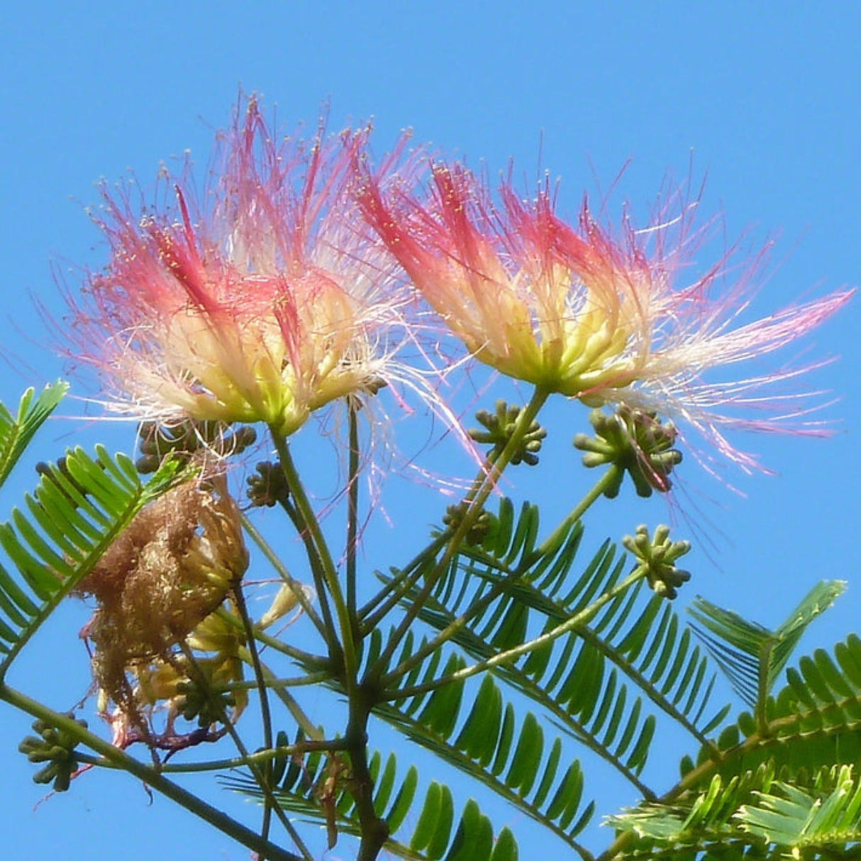 plante ornamentale