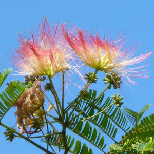 plante ornamentale