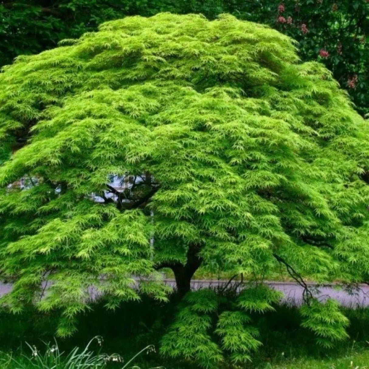 plante ornamentale